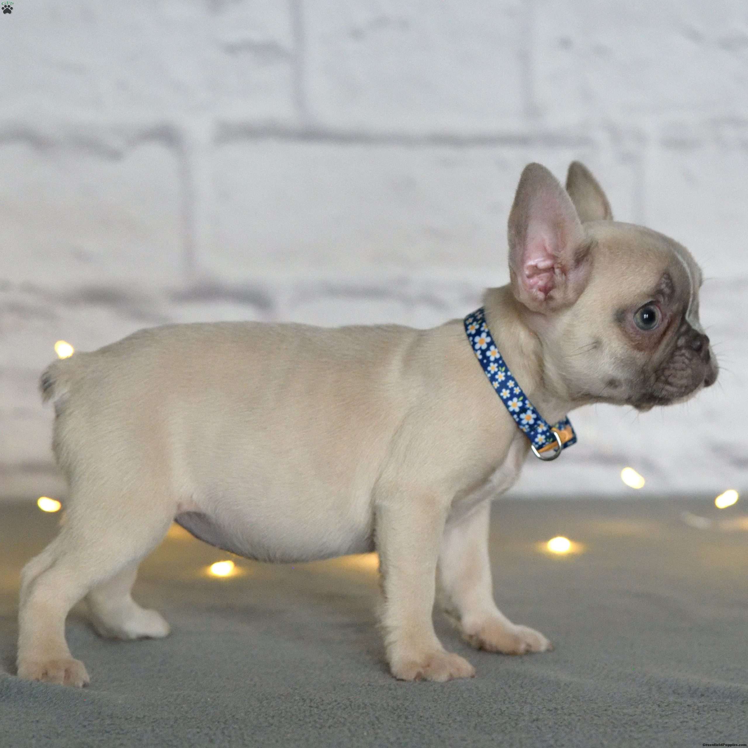 Jill French Bulldog Puppy For Sale in Pennsylvania
